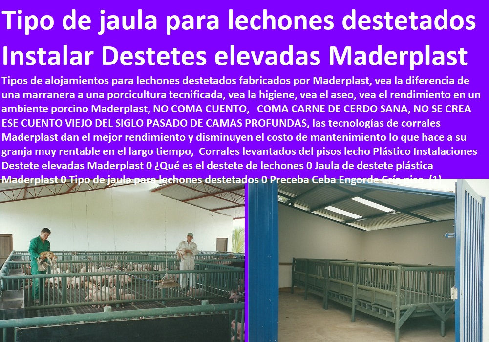 Corrales levantados del pisos lecho Plástico Instalaciones Destete elevadas Maderplast 0 ¿Qué es el destete de lechones 0 Jaula de destete plástica Maderplast 0 Tipo de jaula para lechones destetados 0 Preceba Ceba Engorde Cría piso  (1) Corrales levantados del pisos lecho Plástico Instalaciones Destete elevadas Maderplast 0 ¿Qué es el destete de lechones 0 Jaula de destete plástica Maderplast 0 Tipo de jaula para lechones destetados 0 Preceba Ceba Engorde Cría piso  (1)